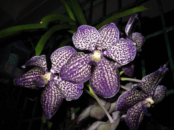 Vanda Gordon Dillon 2