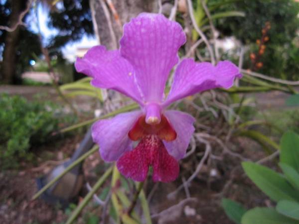 Vanda Semiterete Hybrid