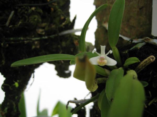 Cadetia taylorii