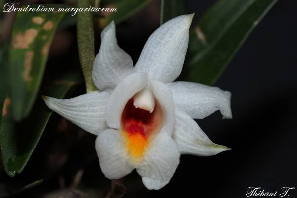 Dendrobium margaritaceum