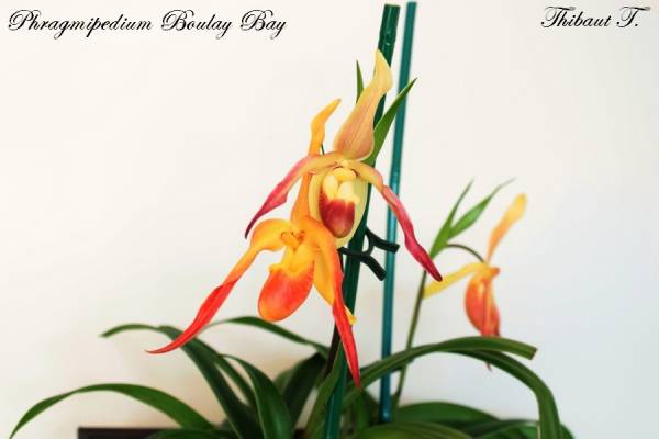 Phragmipedium Boulay Bay