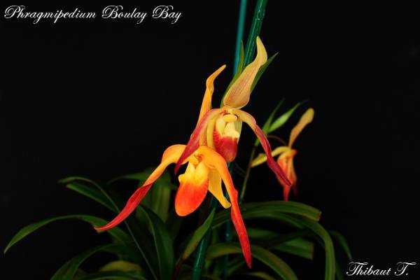 Phragmipedium Boulay Bay