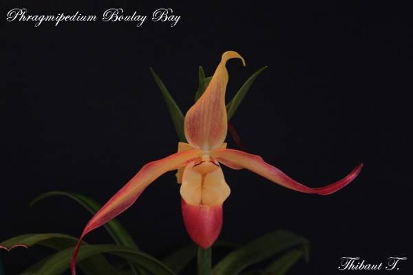 Phragmipedium Boulay Bay