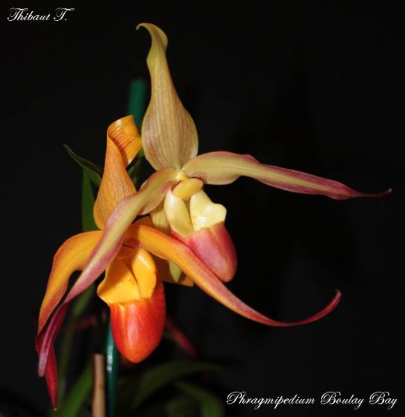 Phragmipedium Boulay Bay