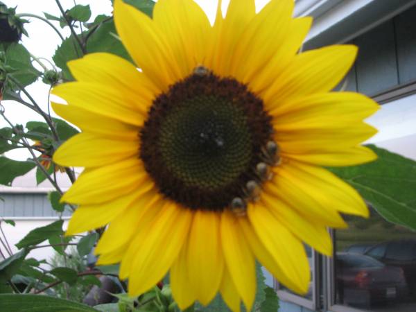 sunflower w/bees