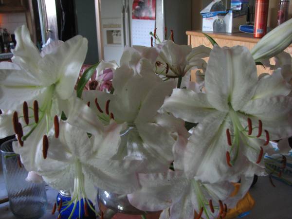 My Lilies