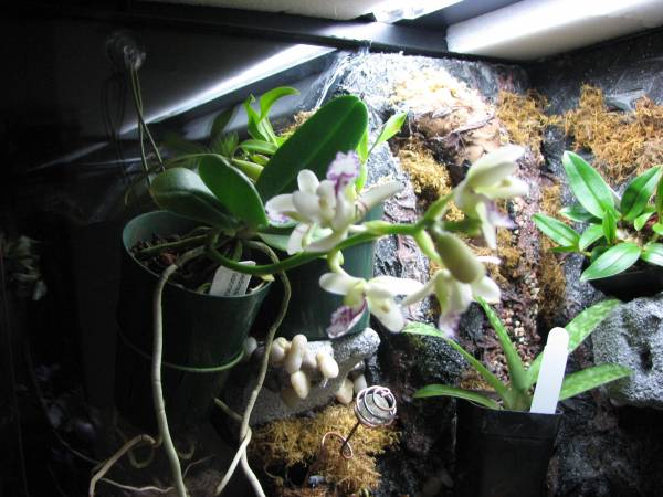 TERRARIUM PICTURES