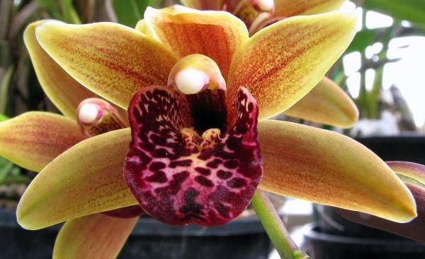 Cymbidium Neville's Devil