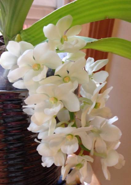 Rhynchostylis Alba