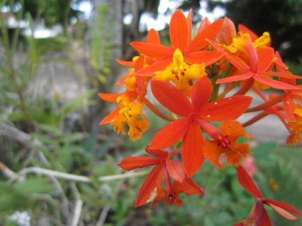 Epidendrum Orange