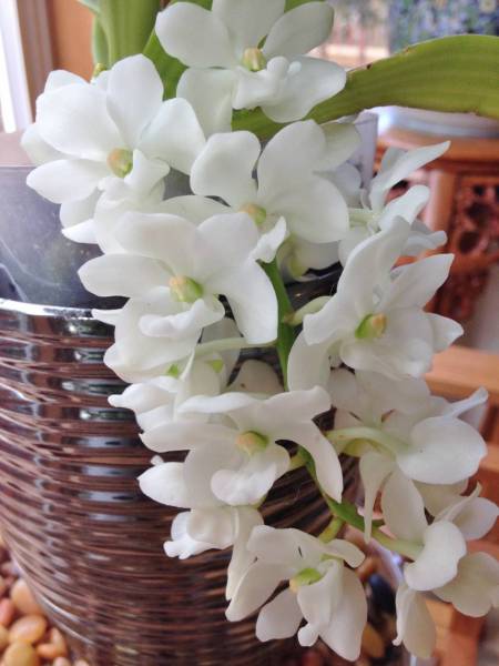 Rhynchostylis Alba