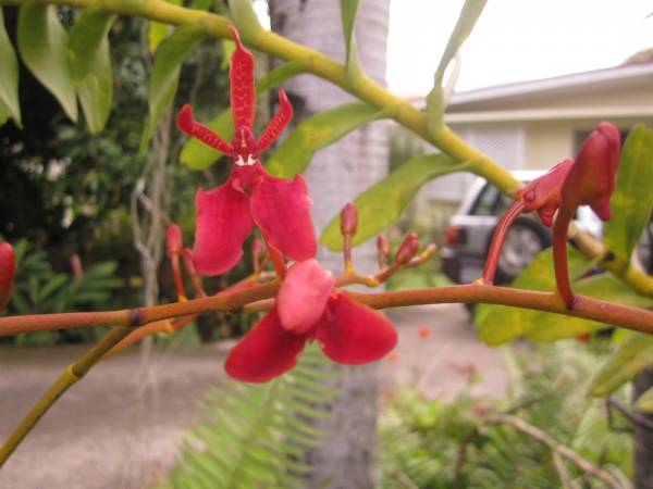 Renanthera