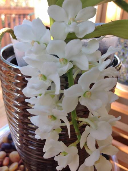 Rhynchostylis Alba