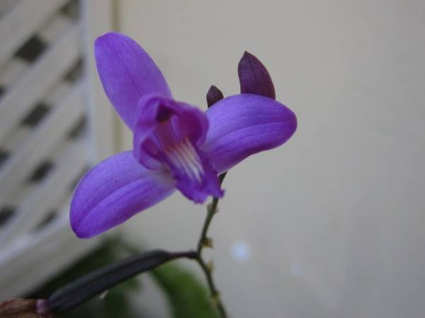 Lycaste