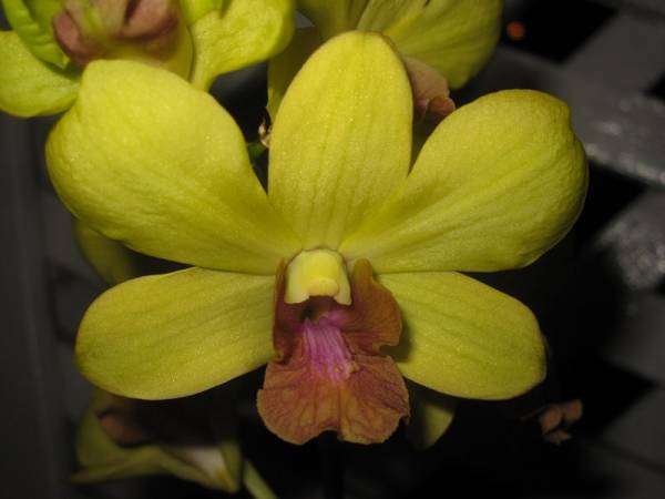 Dendrobium Sunrise