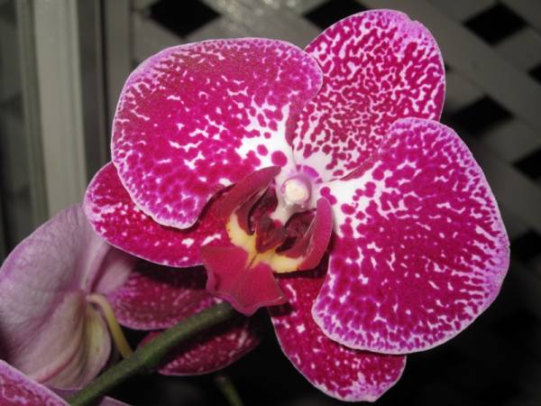 Vibrant Phal