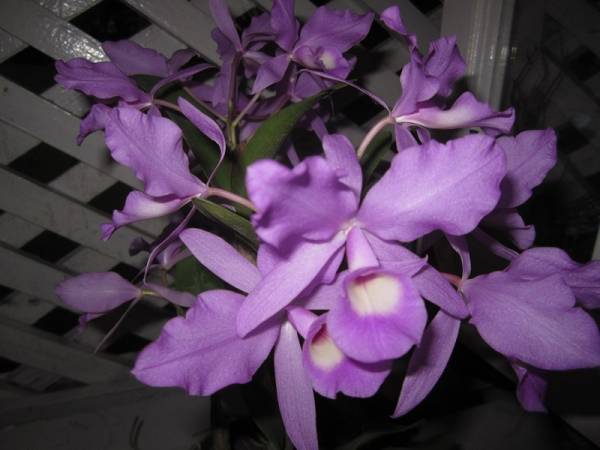 Easter Cattleya