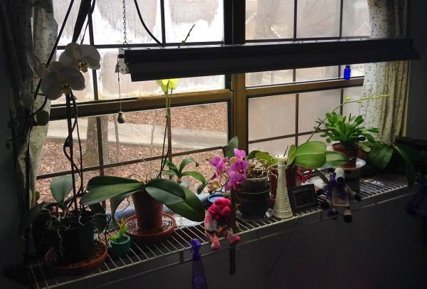 my orchid window