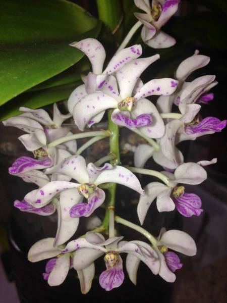 Rhynchostylis Gigantea