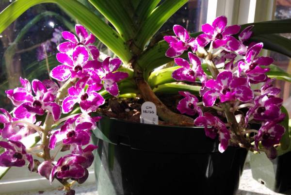 Rhynchostylis Gigantea