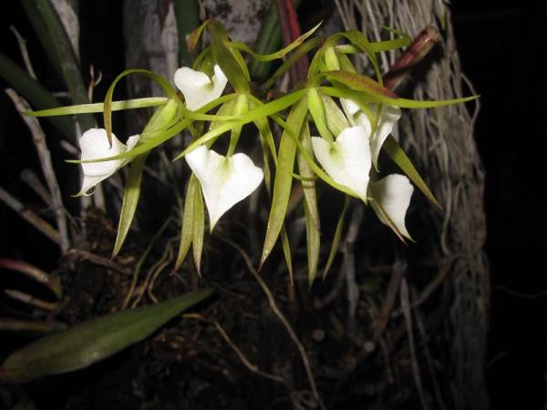 Brassavola Nodosa