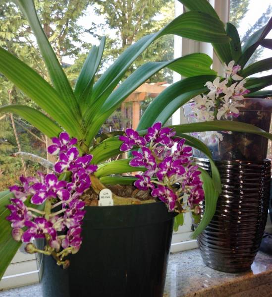 Rhynchostylis Gigantea