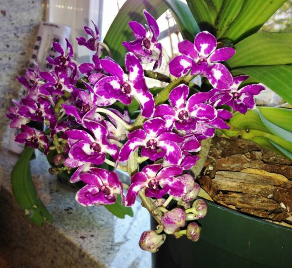 Rhynchostylis Gigantea