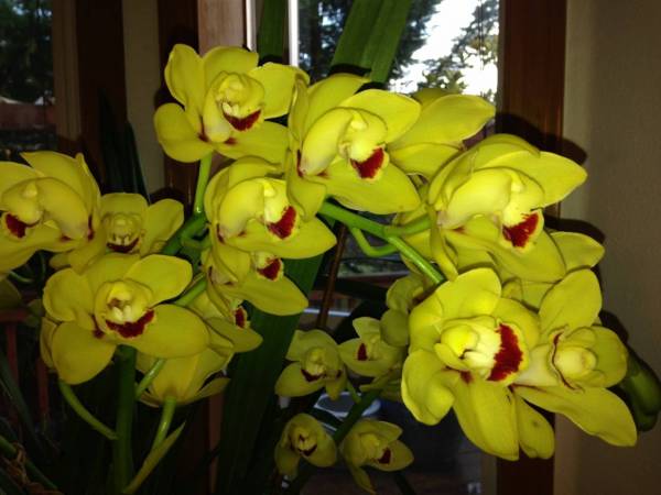 Cymbidium need ID