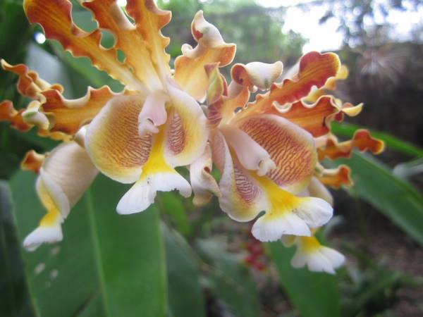 Myrmecophila brysiana 'Vanilla/perfume scent'