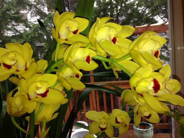 Cymbidium need ID