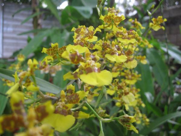 oncidium sphacelatum covered in blooms