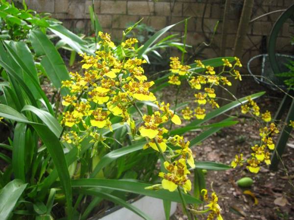 oncidium sphacelatum