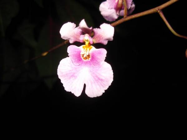 Jamaican Wild Oncidium