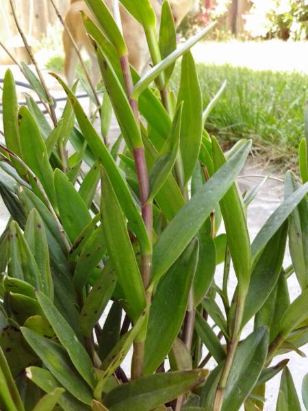 slender caned Orchids