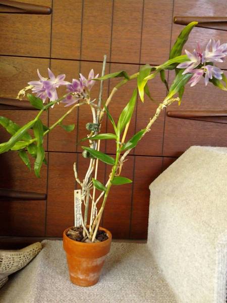 slender caned Orchids