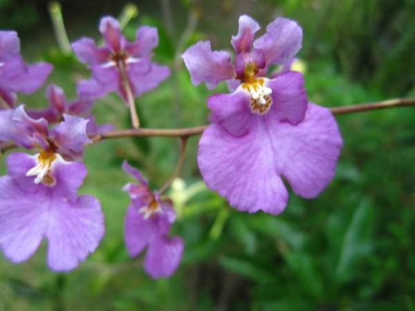 Jamaican Tolumnia pulchella