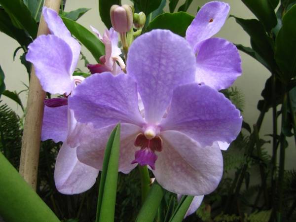 Monster Vanda