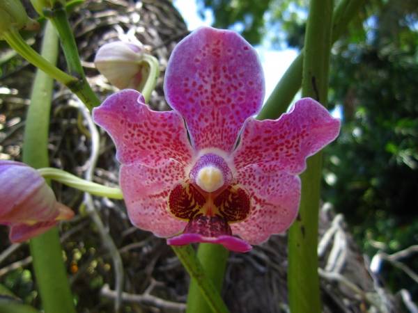 V. Haad Ravai x V. Merv L. Velthuis