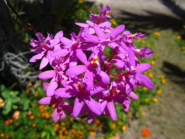 Full Epidendrum