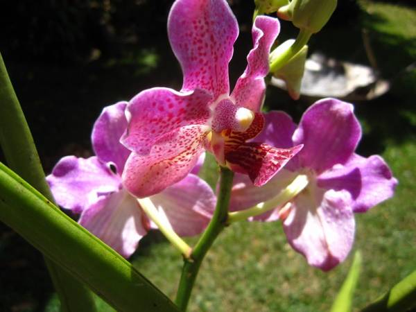 Hybrid Vanda asco