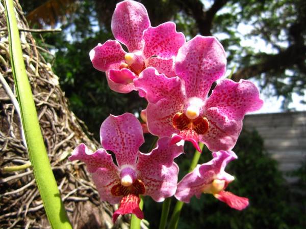 Fragrant V. Haad Ravai x V. Merv L. Velthuis