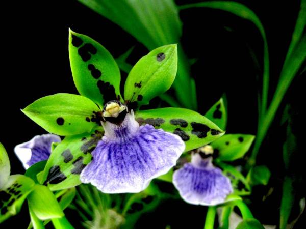 Zygopetalum Adelaide Meadows x Ptpm. Manthina 'Elizabeth'