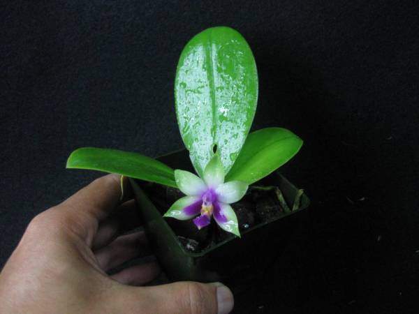 Phalaenopsis bellina