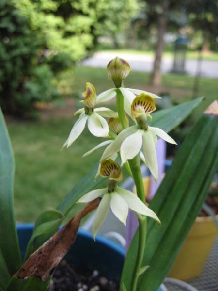 Prosthechea lancifolia blooms