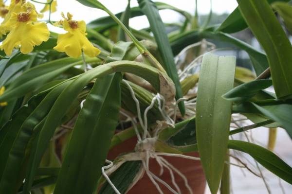 Oncidium Sweet Sugar