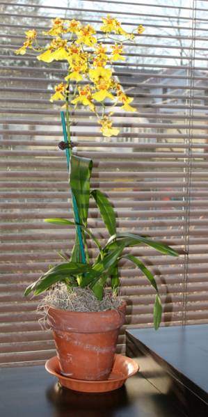 Gower Ramsey Oncidium Orchid