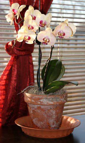 Phalaenopsis &quot;Moth Orchid&quot;