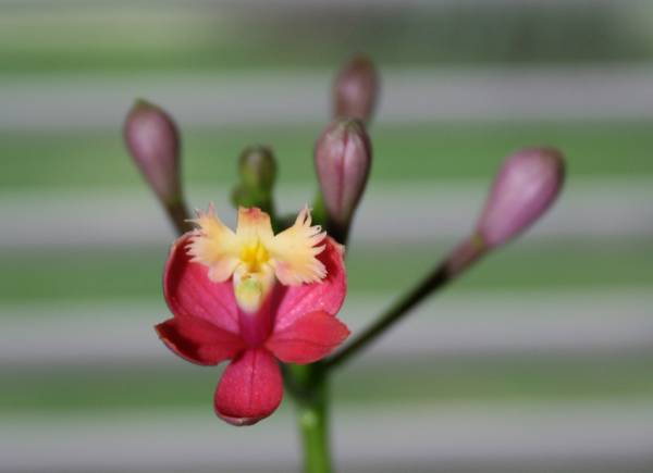 Epidendrum Joseph Glow x Crystal Valley