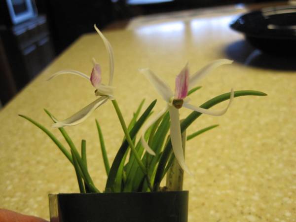 Leptotes bicolor