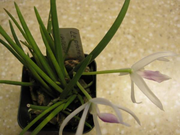 Leptotes bicolor